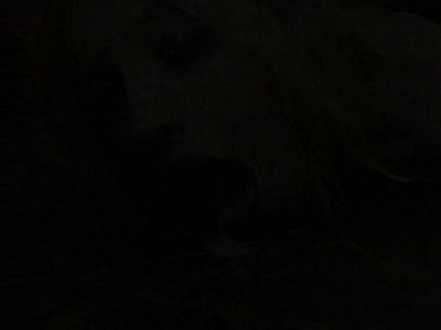 Codi Carmichael y Manuel Ferrara