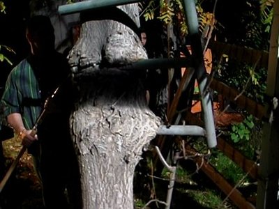 Briana Banks, Evan Stone, Gwen Summers, Mia Smiles y Nikita Denise